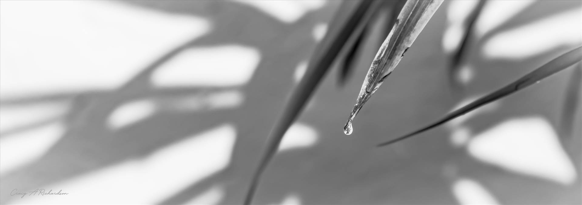 Water Is Life. This simple, but elegant image would look beautiful on any wall of your home, by Craig A Richardson Photography