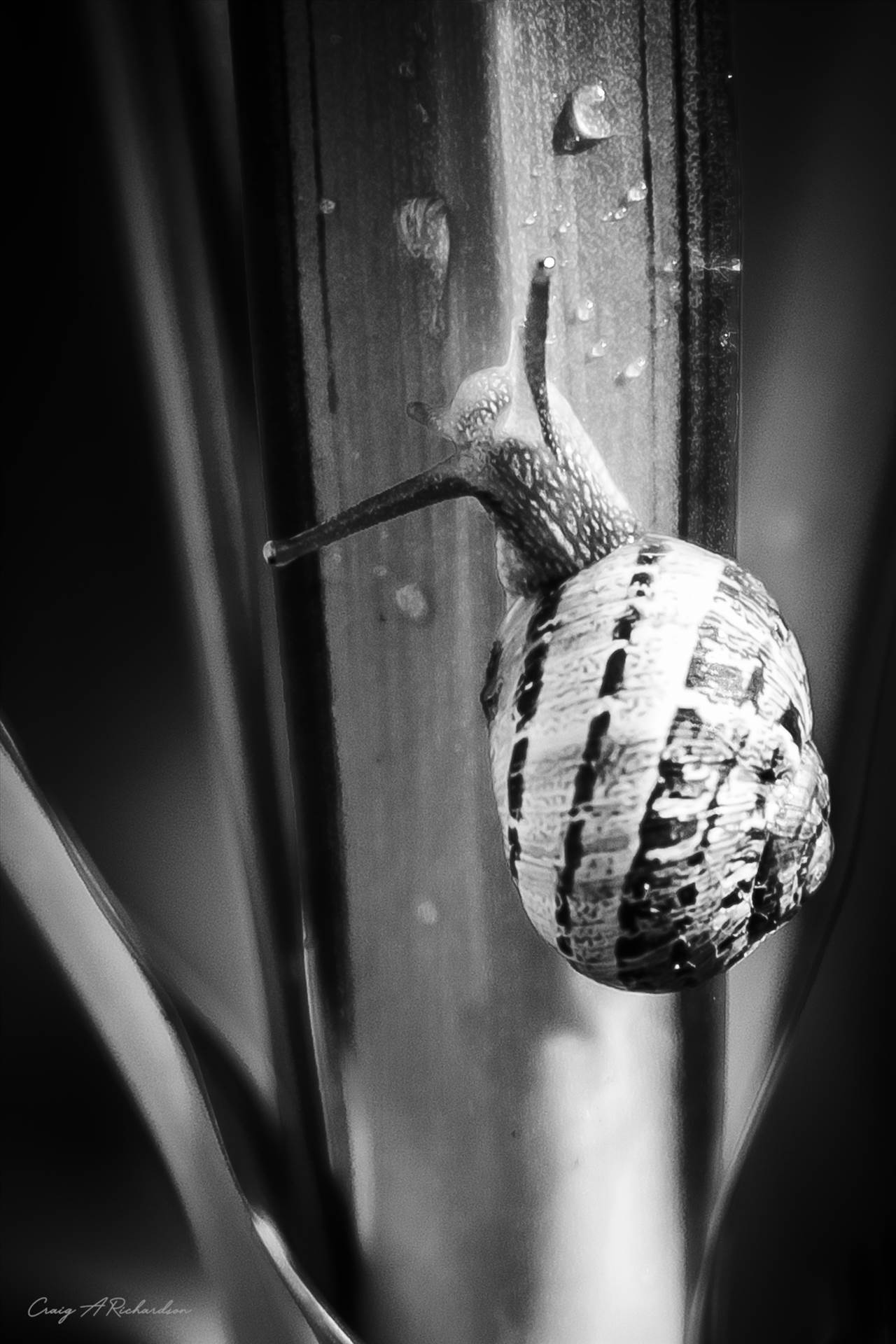 Brian The Snail.  by Craig A Richardson Photography