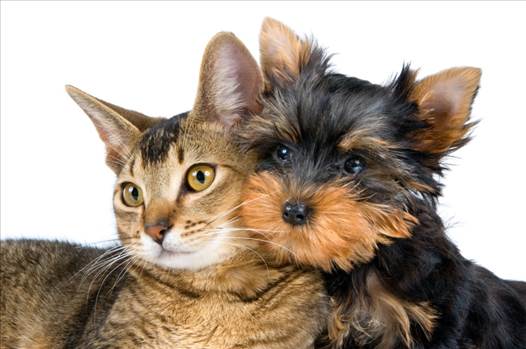 We provide best probiotics for dogs and cats and nutritional supplements for dogs with reasonable price at elitepetnutrition.com.