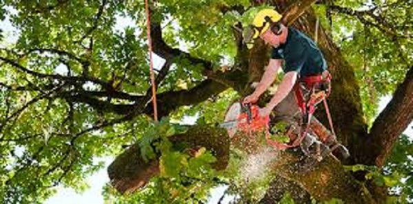 Tree service near me AAA tree service we care best tree services near long island, Nassau county queens County tree trimming and pruning we work....
https://www.aaatreeserviceny.com/
 by Treeservicenearme