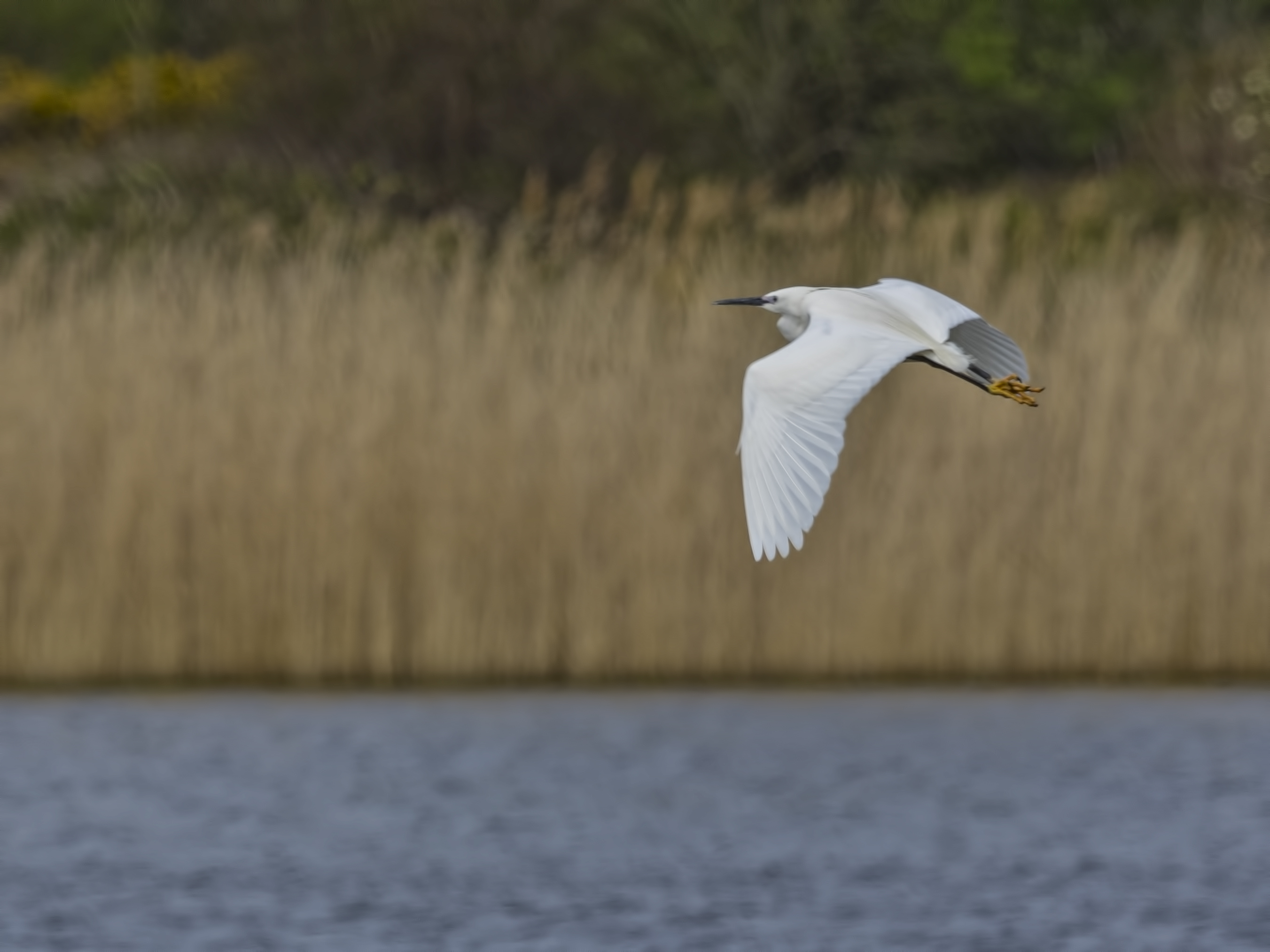 Little egret on the wing.jpg undefined by WPC-208