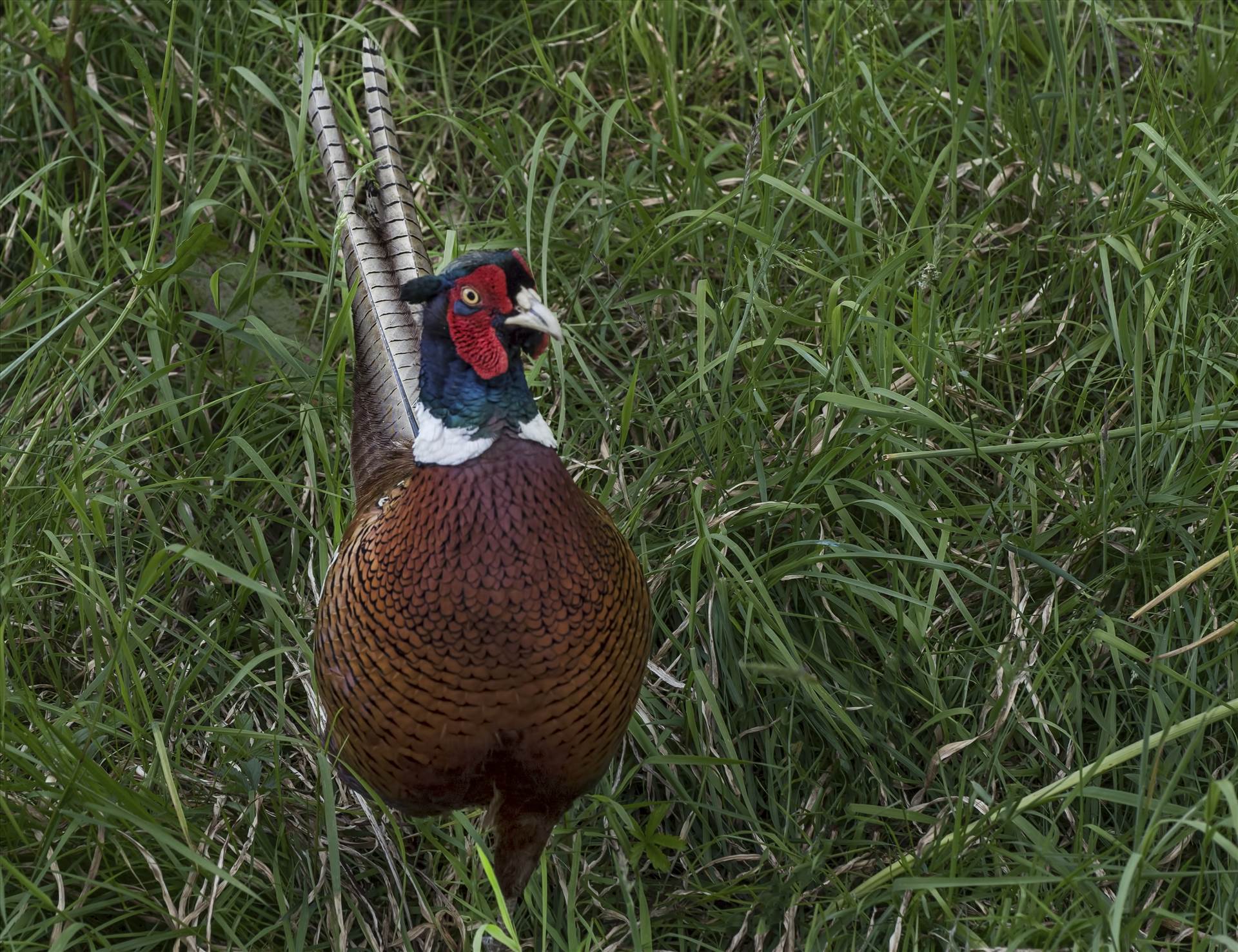 Pheasant interlude.jpg undefined by WPC-208