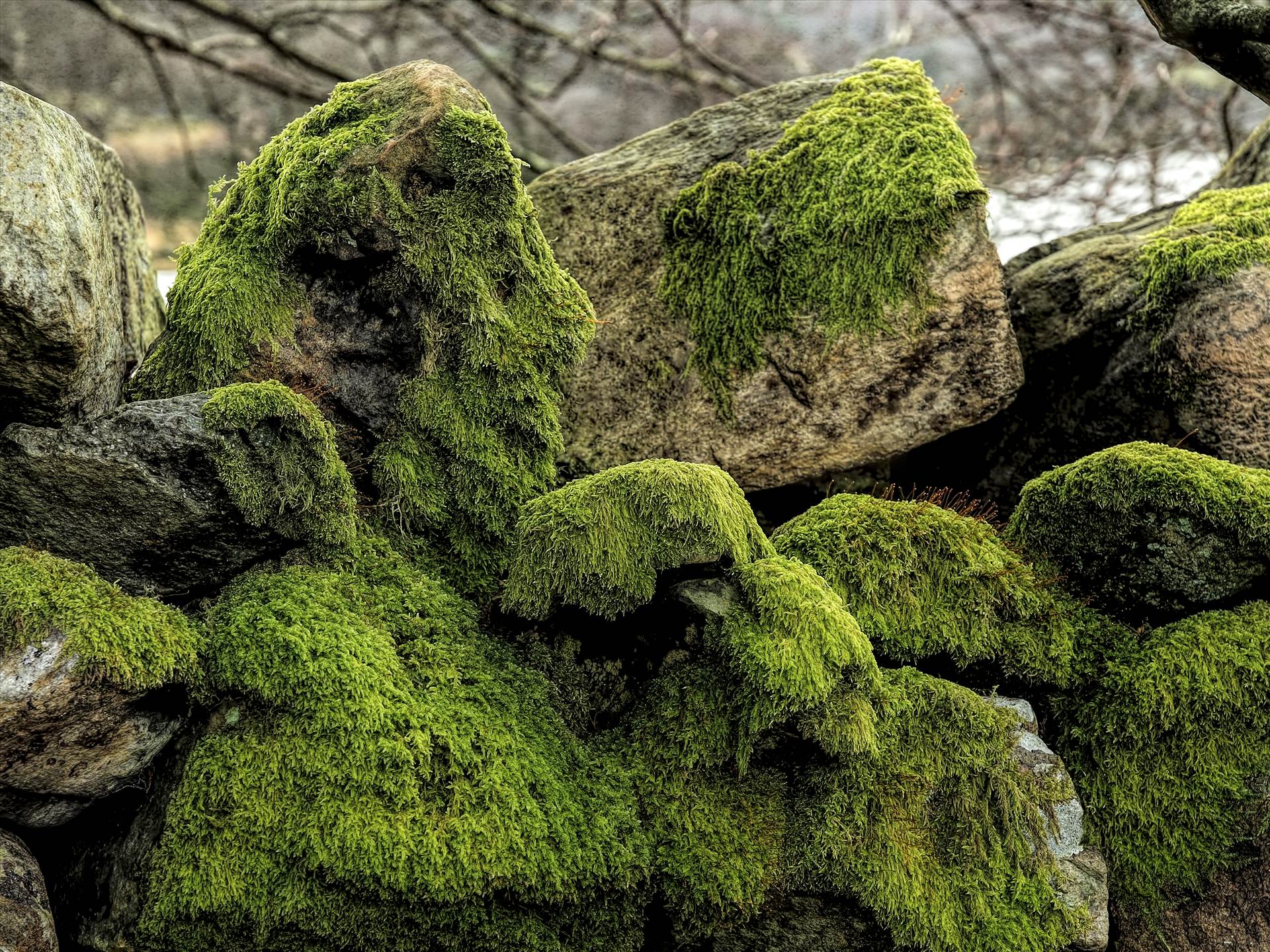 wall and moss.jpg undefined by WPC-208