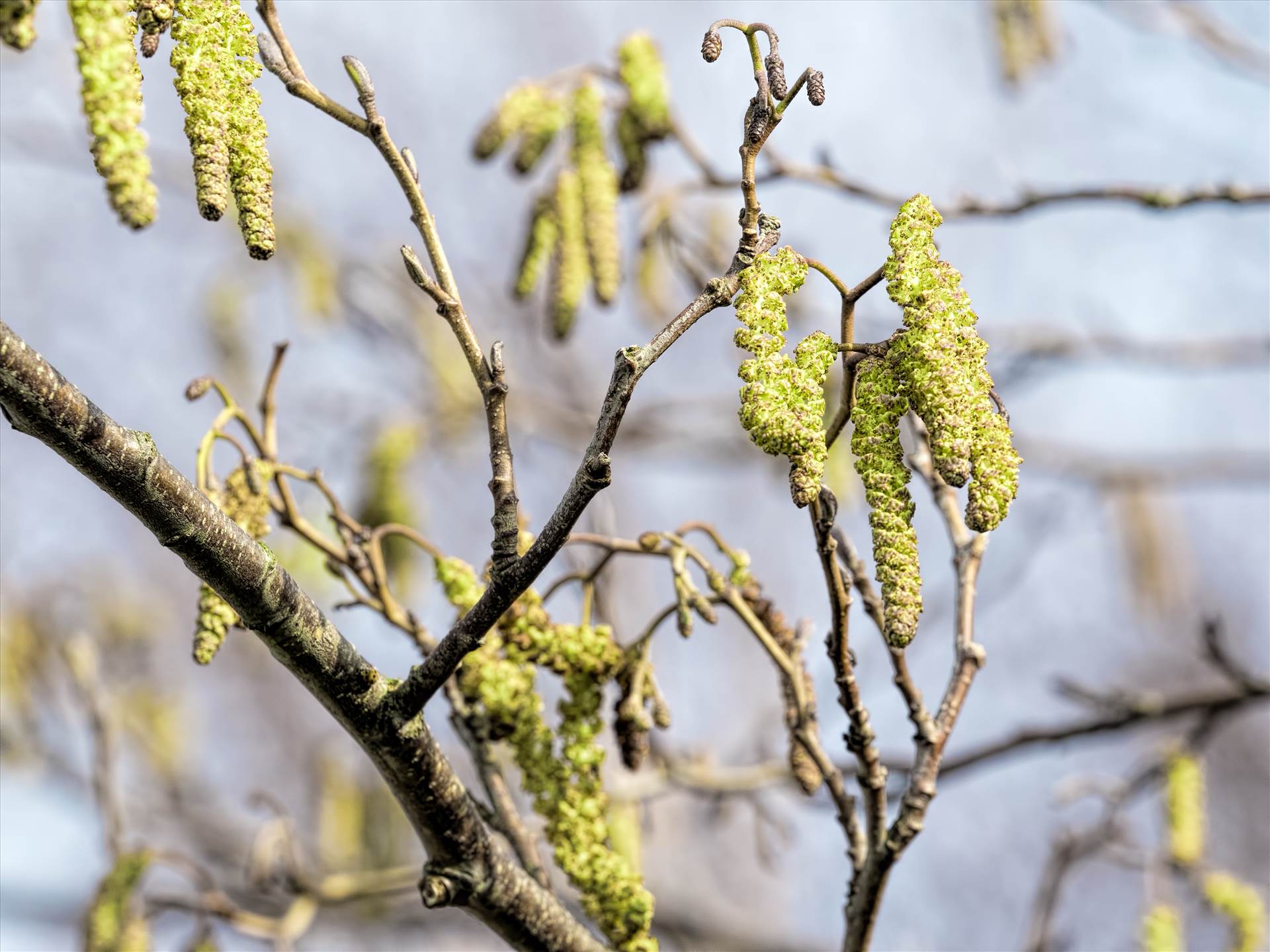 catkins.jpg undefined by WPC-208