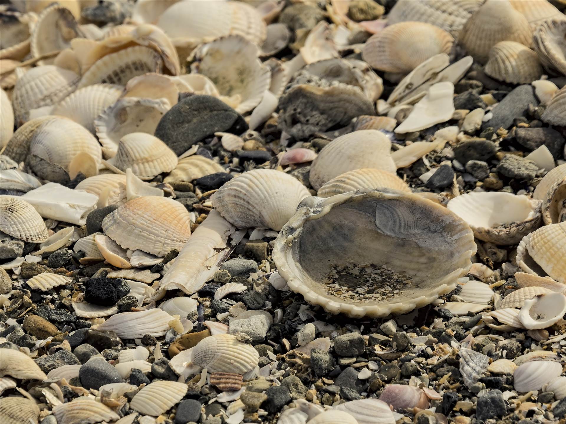 shells.jpg undefined by WPC-208