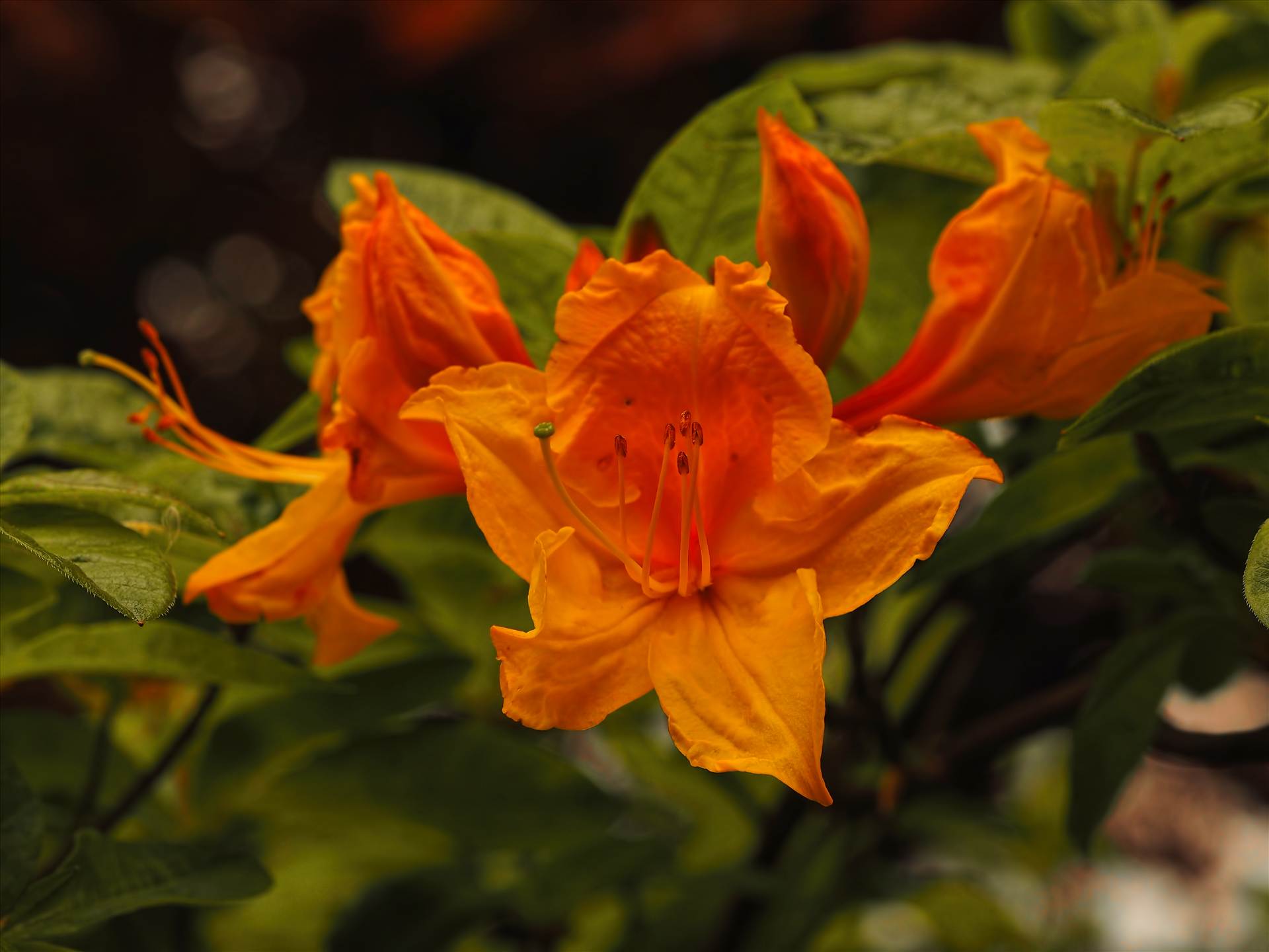 orange flower.jpg undefined by WPC-208