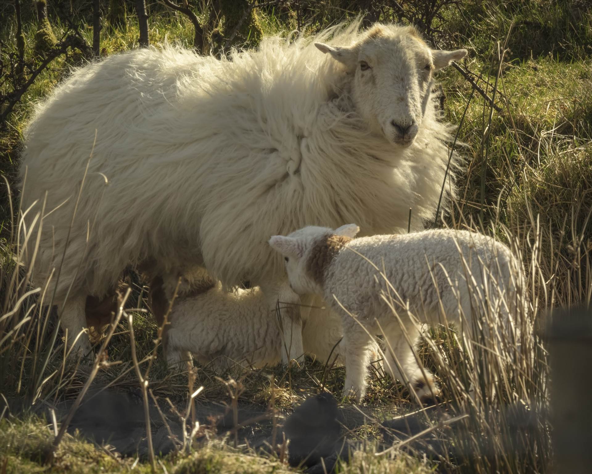 ewe and lambs10x8.jpg undefined by WPC-208