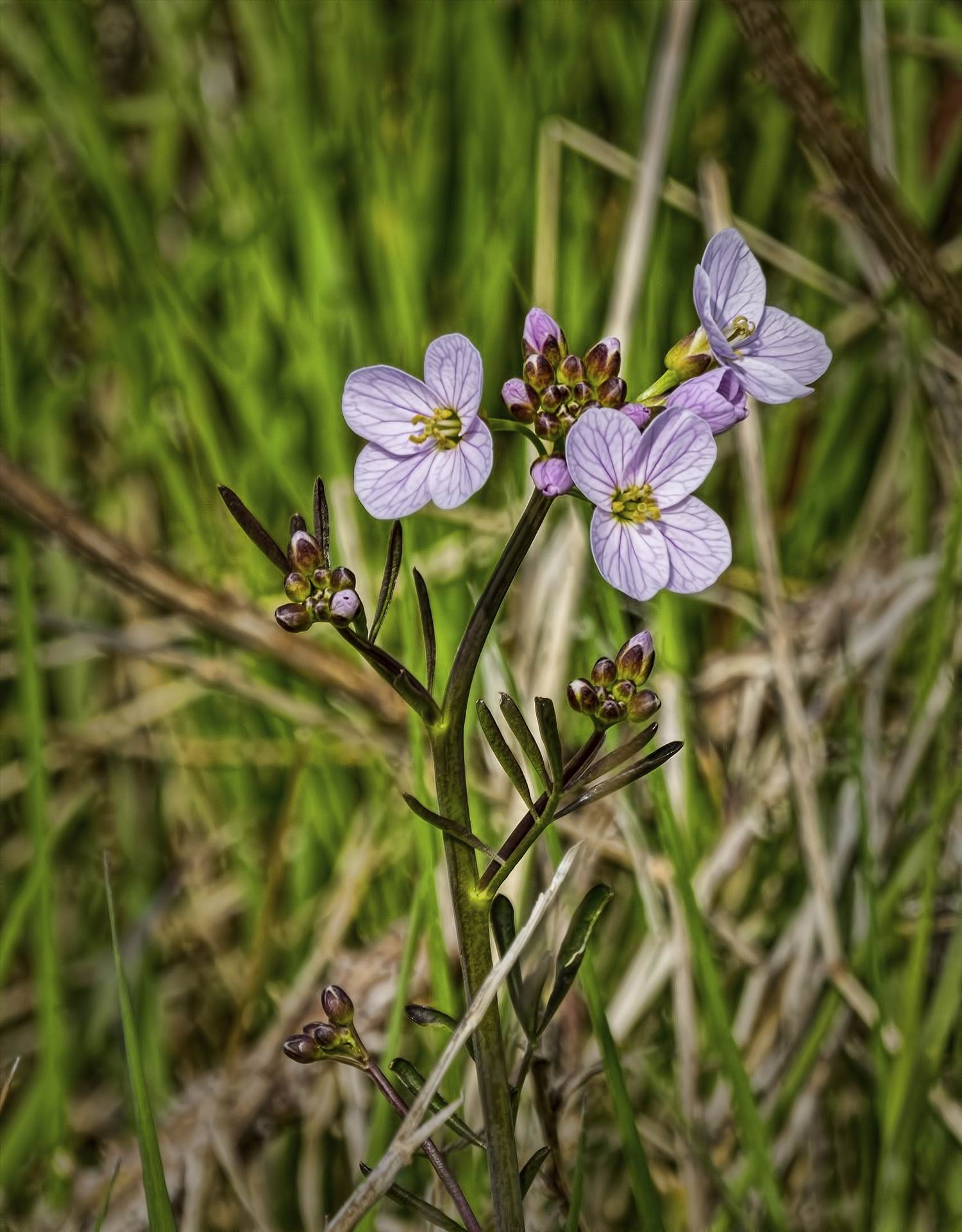 Cuckoo Flower.jpg undefined by WPC-208