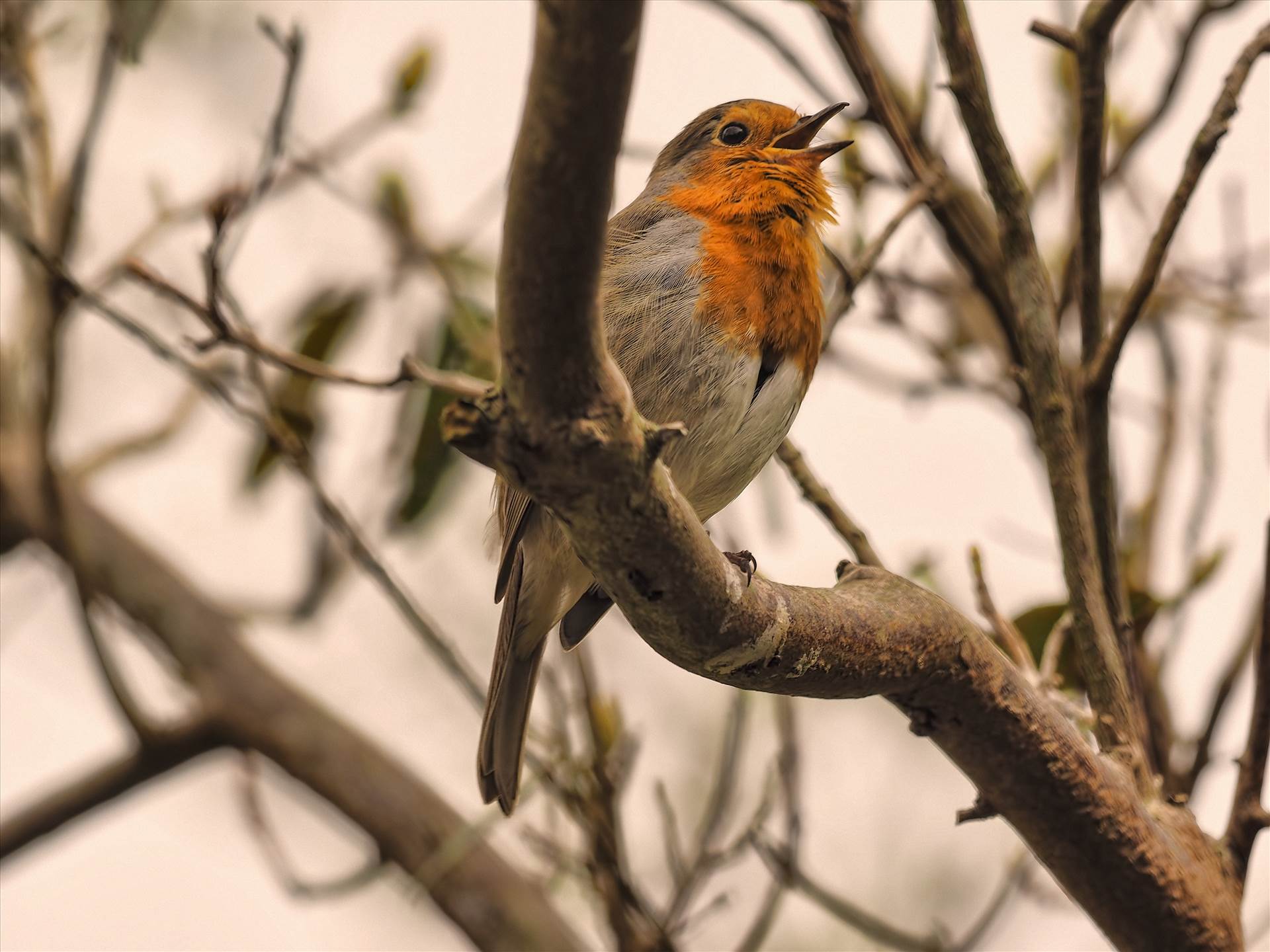 robin on branch.jpg undefined by WPC-208