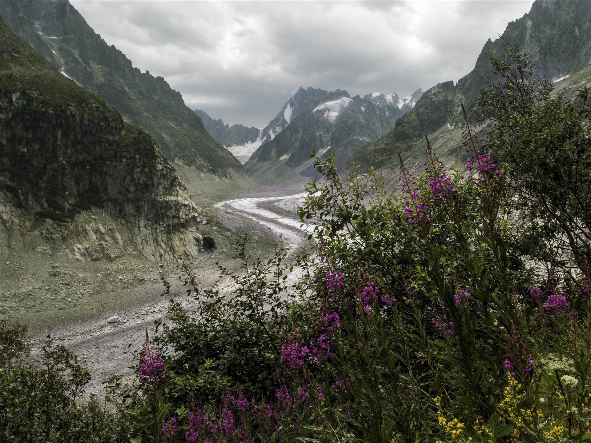 Mer De Glace in Bloom.jpg undefined by WPC-208