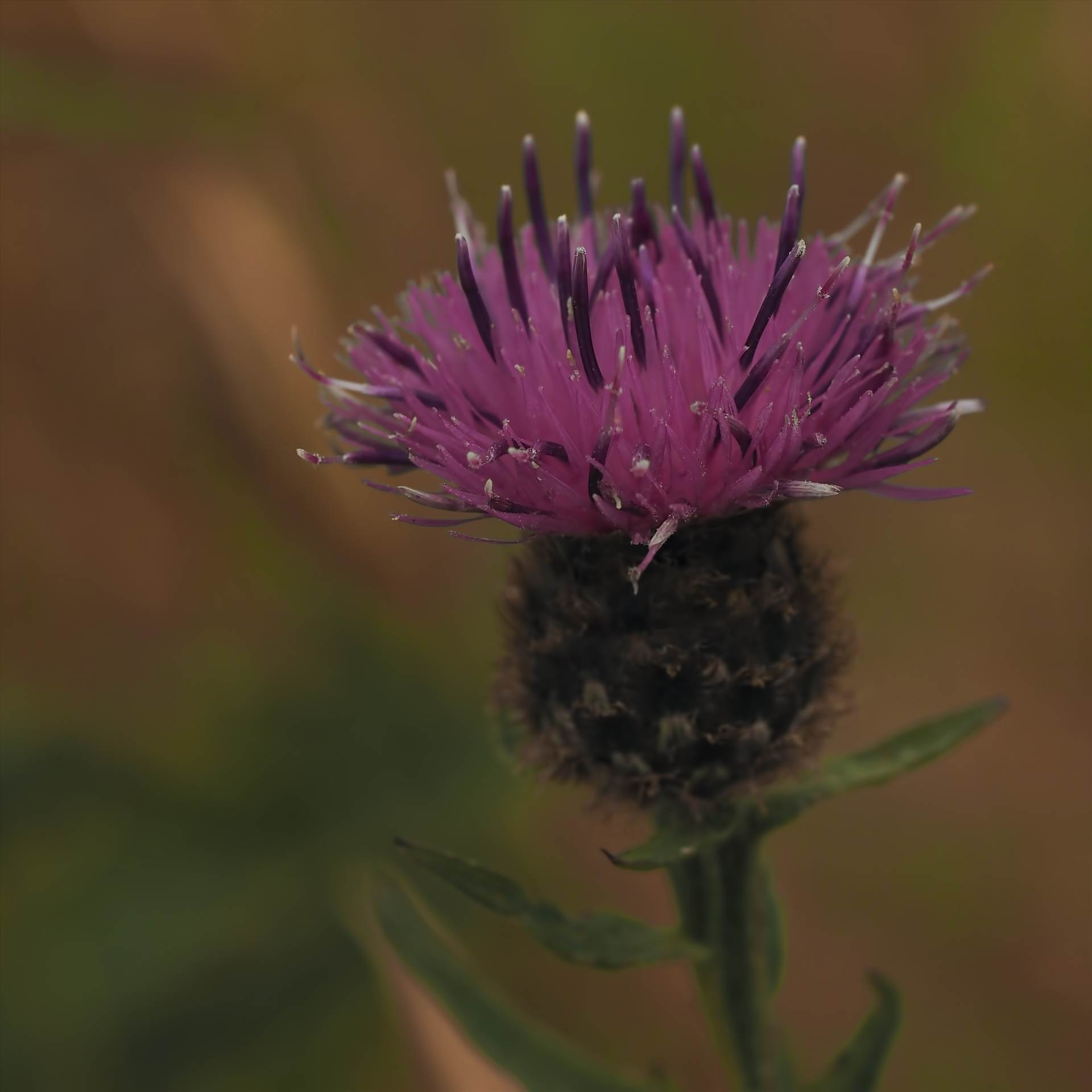 thistle.jpg undefined by WPC-208