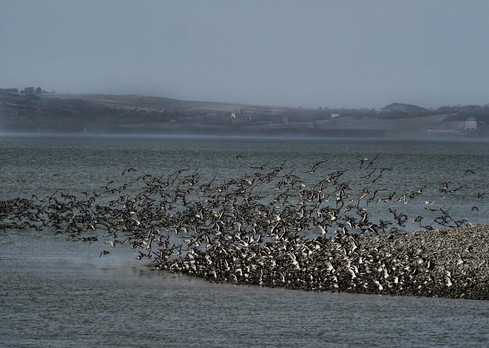 Flock of Oystercatchers.jpg undefined by WPC-208