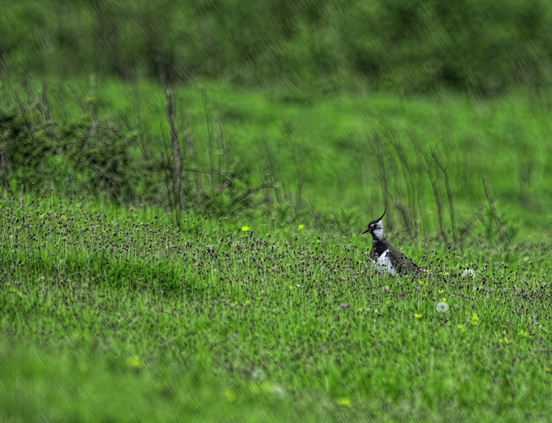 lapwing.jpg undefined by WPC-208