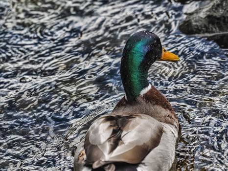 duck view.jpg by WPC-208