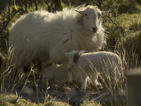 ewe and lambs.jpg by WPC-208