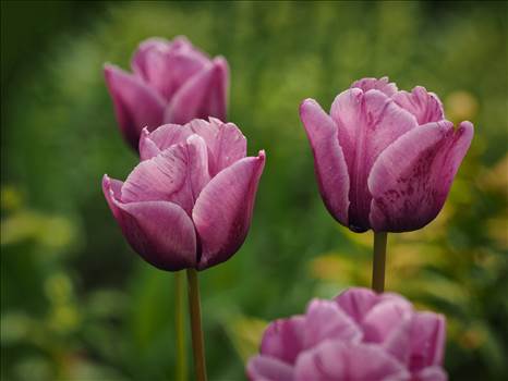 tulips 2.jpg by WPC-208
