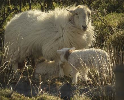 ewe and lambs10x8.jpg - undefined