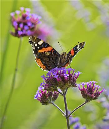 Painted Lady.jpg by WPC-208