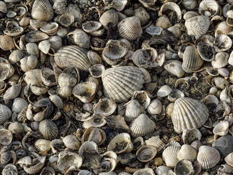 shells.jpg by WPC-208
