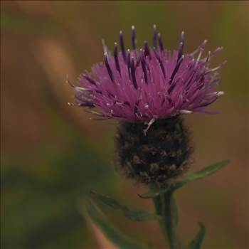 thistle.jpg by WPC-208