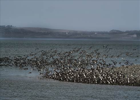 Flock of Oystercatchers.jpg by WPC-208