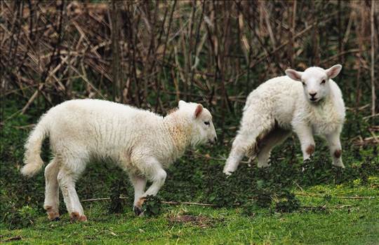 lambs.jpg by WPC-208