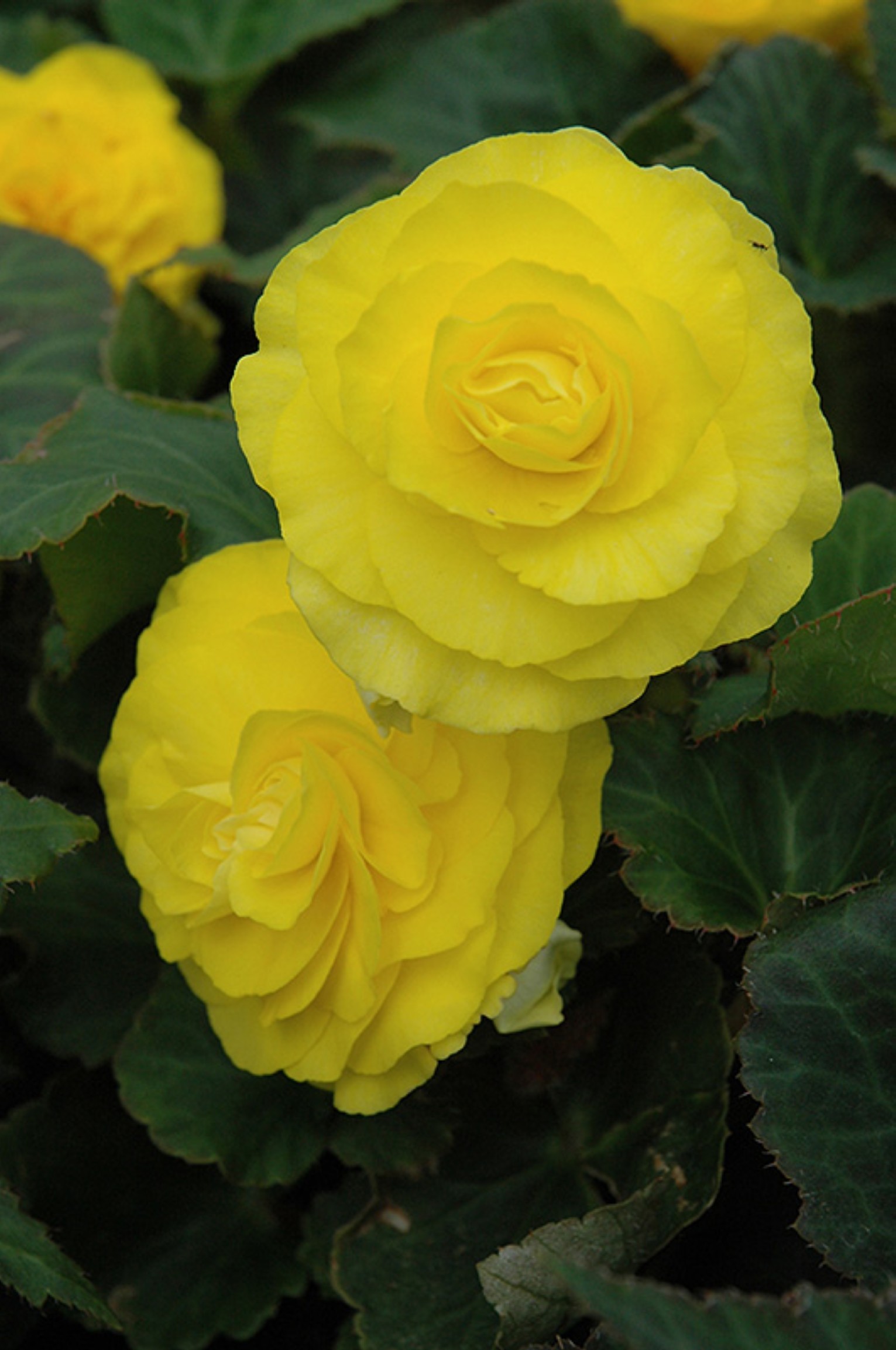 Begonia Nonstop Mocca Yellow.jpg  by Cassandra