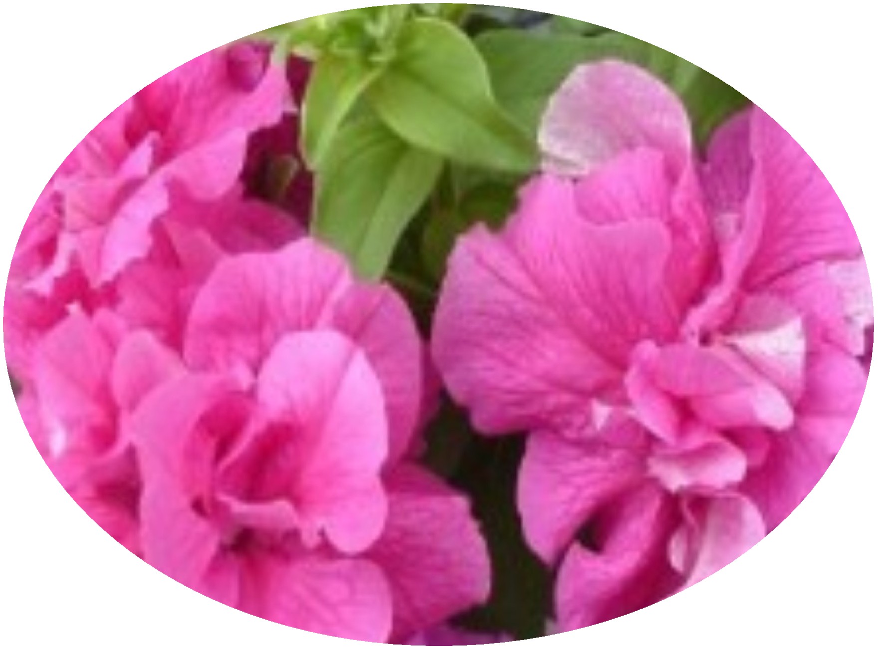 Petunia Double Cascade Pink  by Cassandra