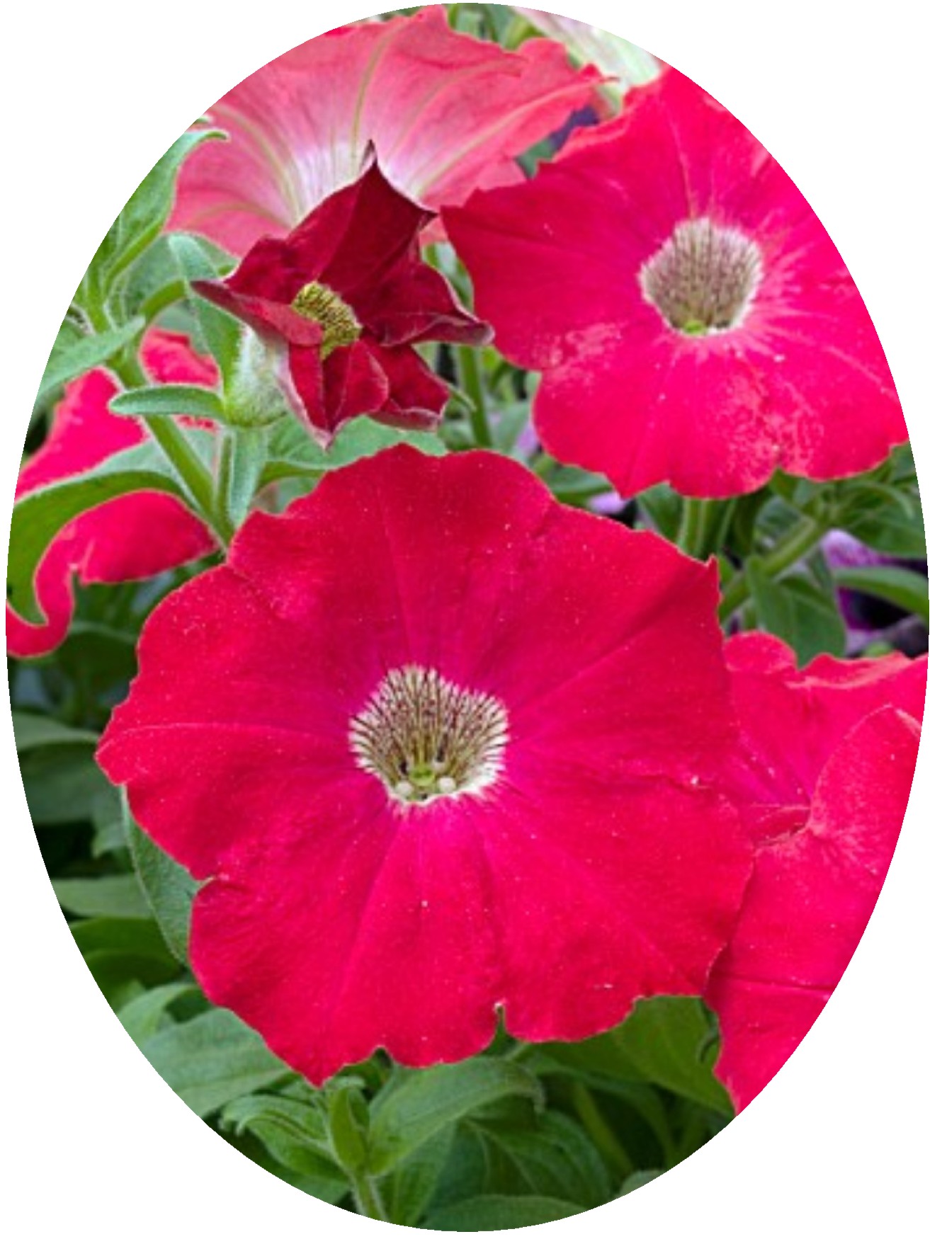 Petunia Carpet Red Oval.JPG  by Cassandra