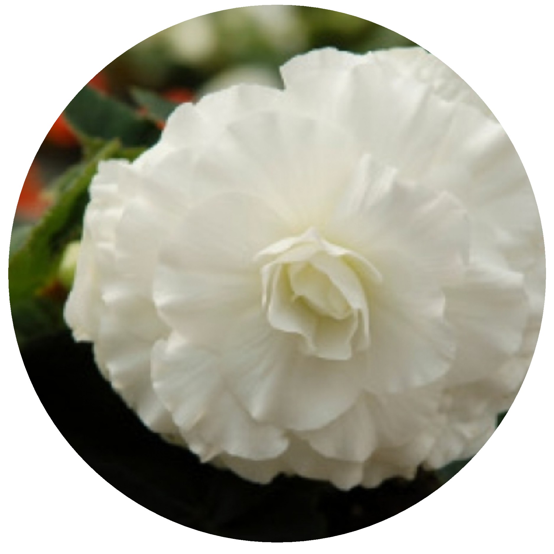 Begonia nonstop white oval.JPG  by Cassandra