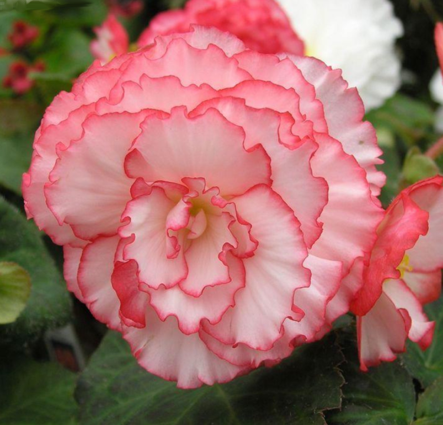 Begonia Nonstop Rose Petticoat.jpg  by Cassandra