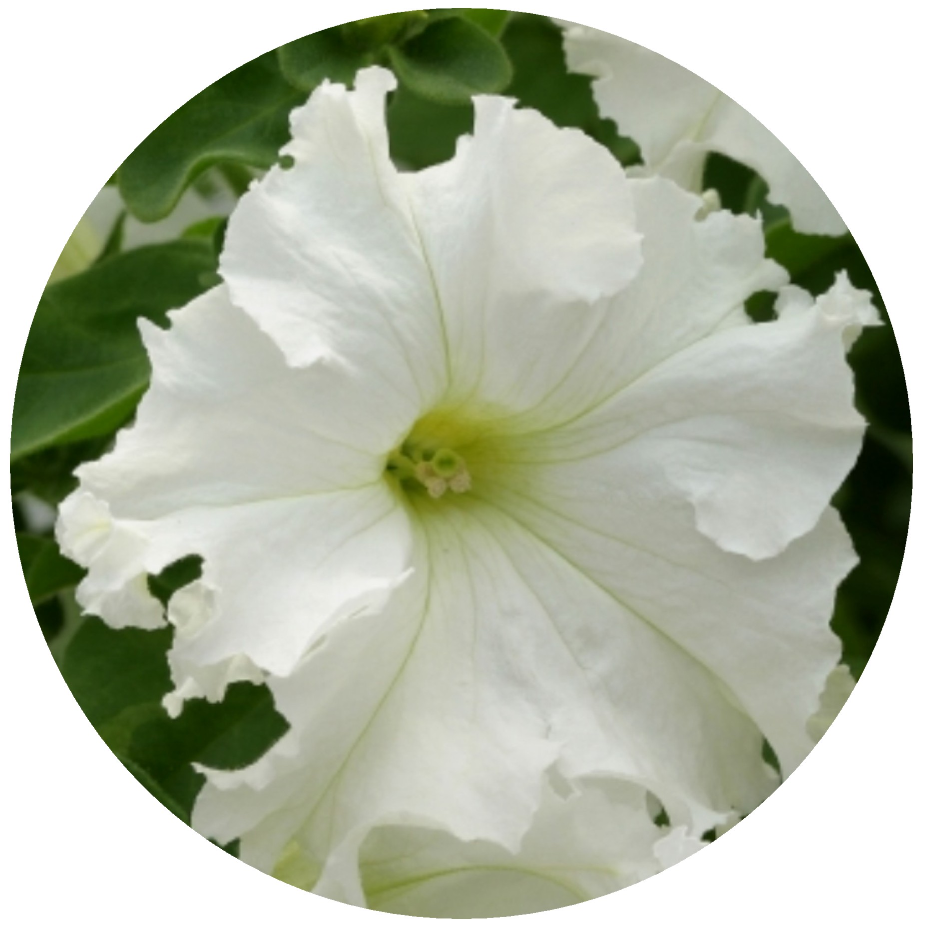 Petunia frillytunia white oval.JPG  by Cassandra