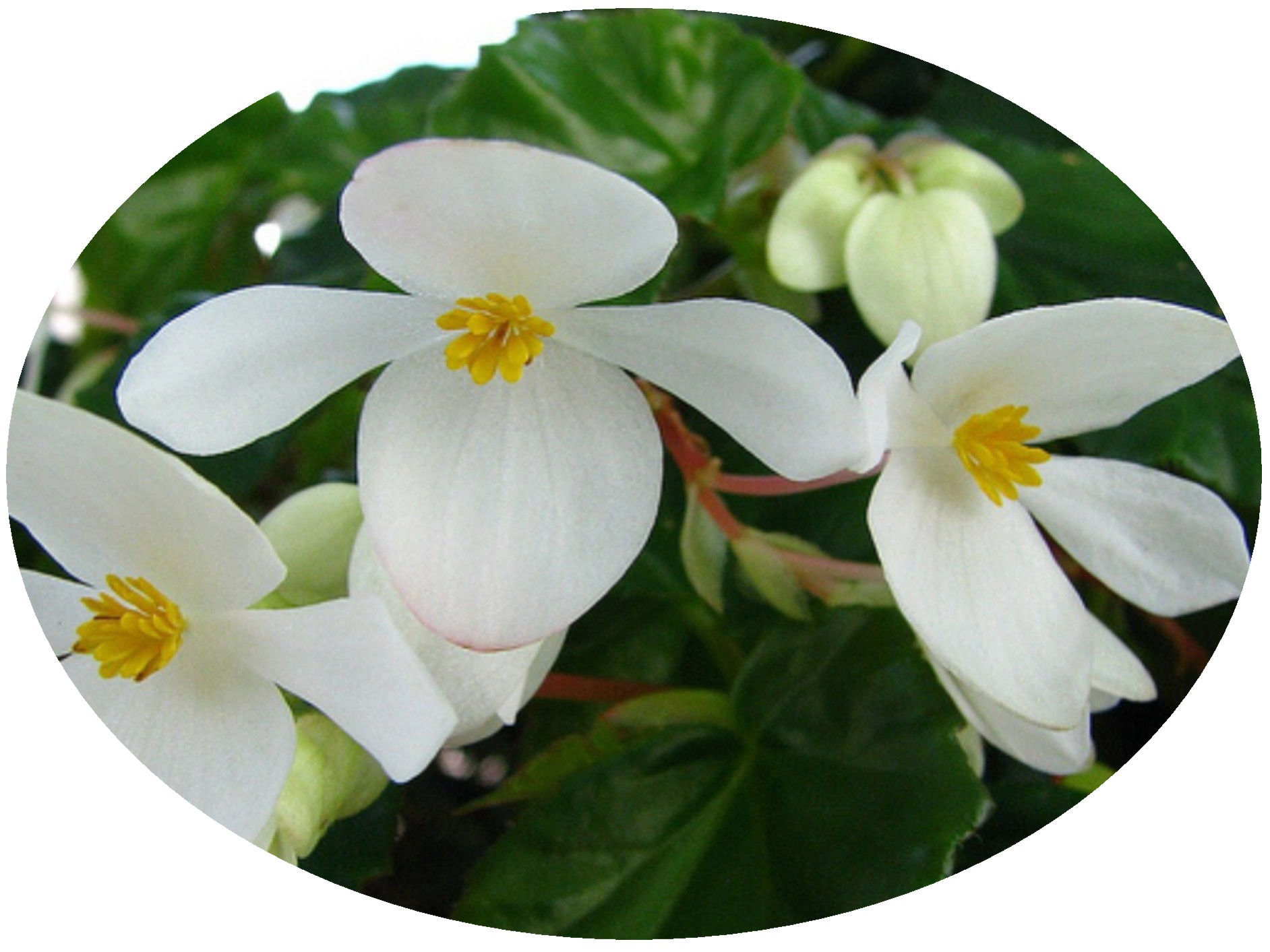 Begonia Super Olympia White  by Cassandra
