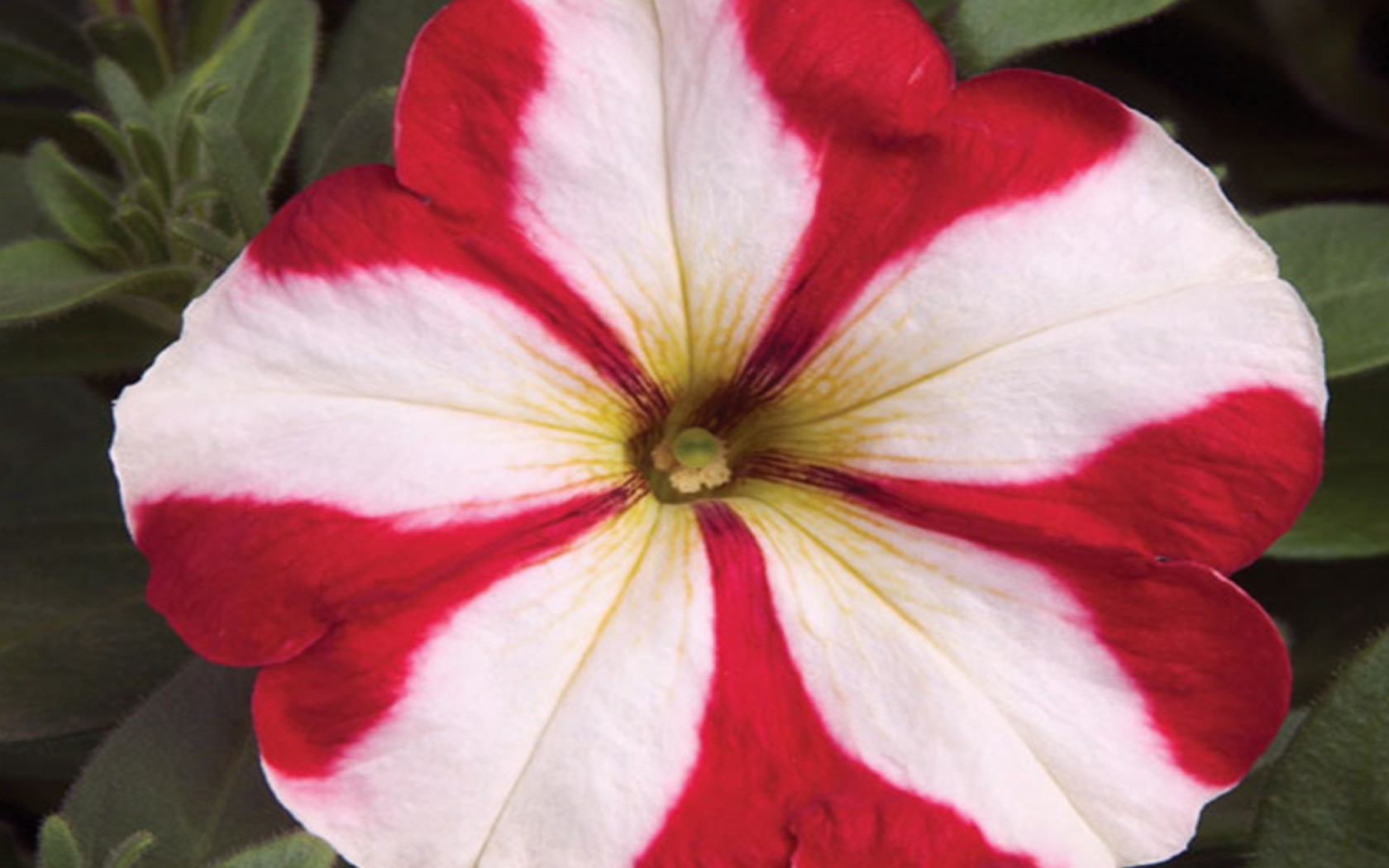 Petunia Freedom Red Star.JPG  by Cassandra