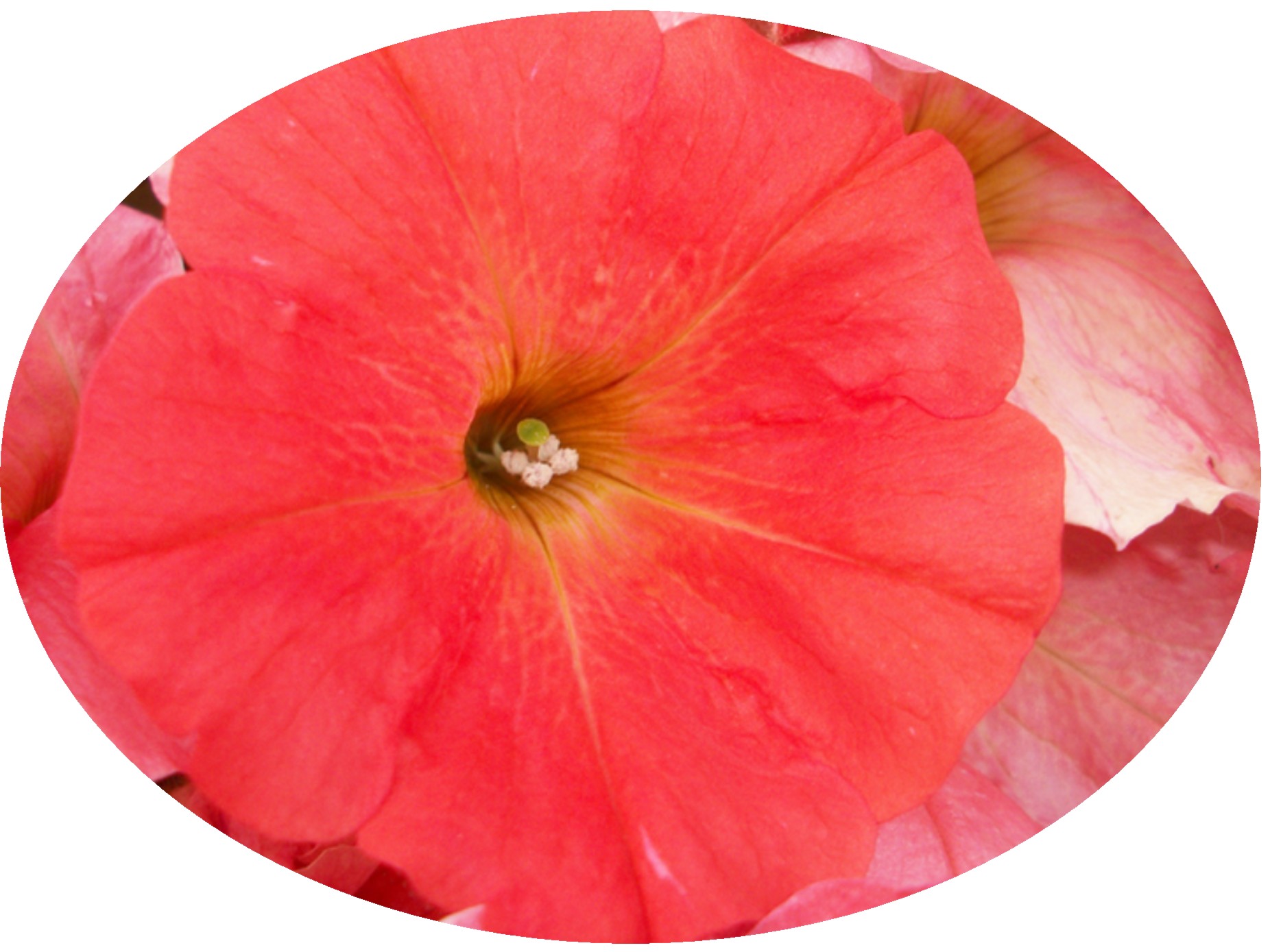 Petunia Freedom Coral Oval.JPG  by Cassandra