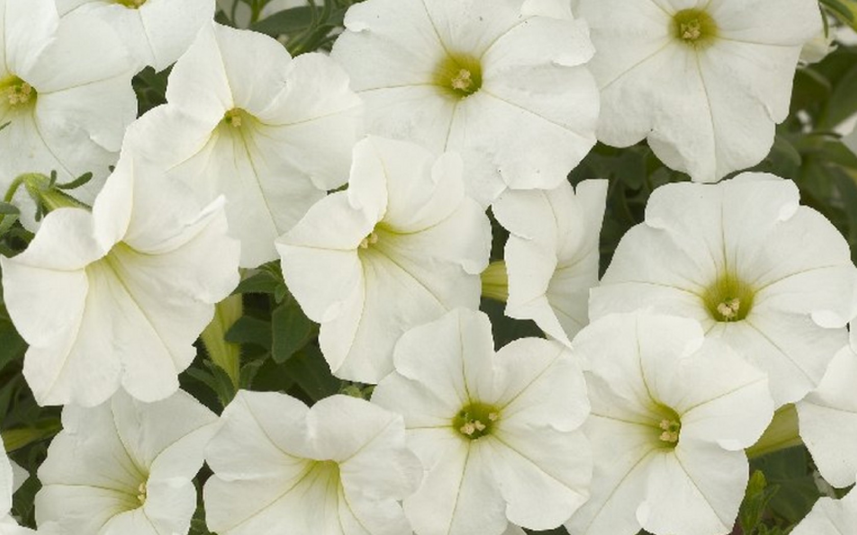 Petunia Carpet White.JPG  by Cassandra