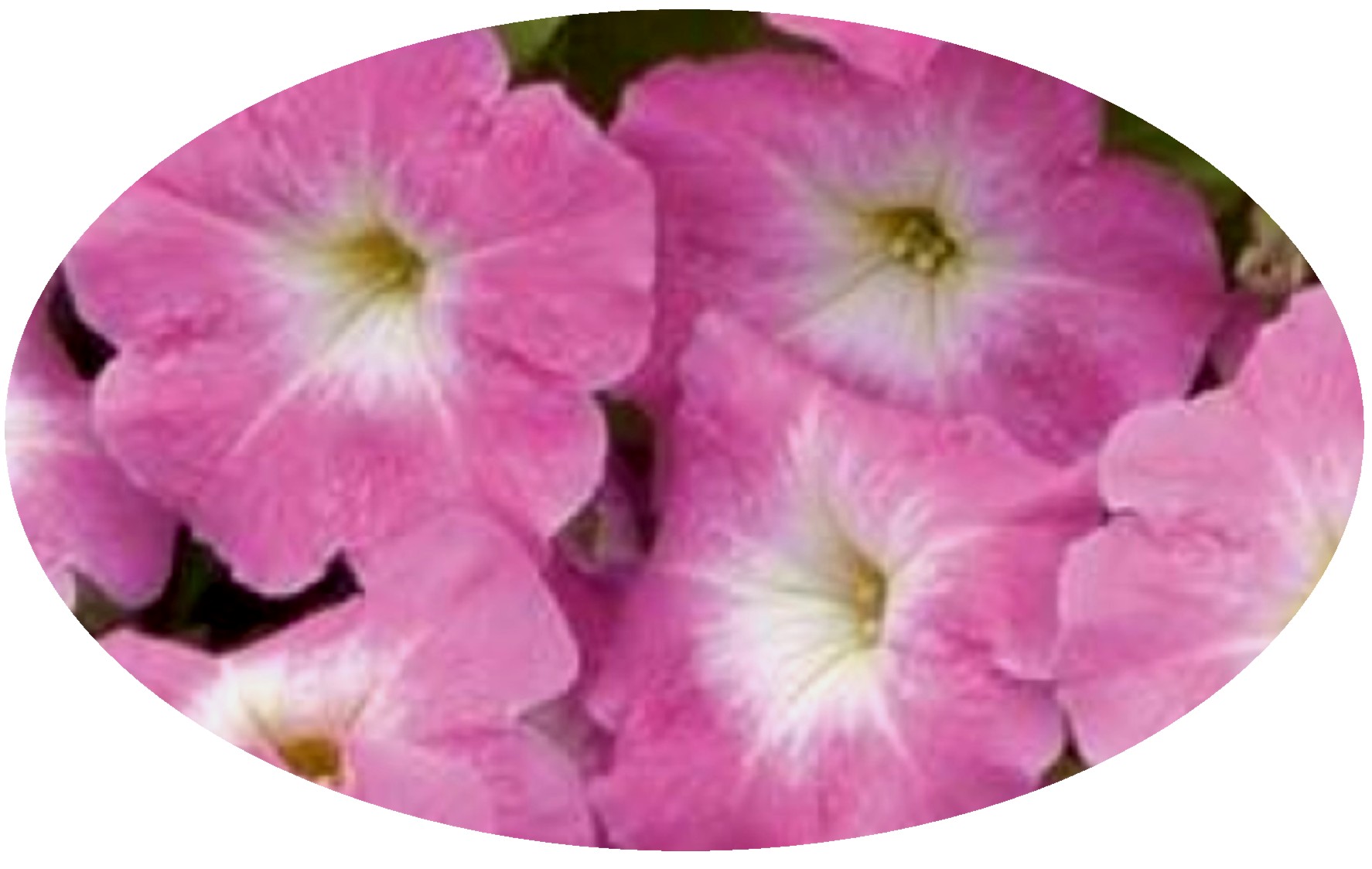 Petunia Carpet Pink Morn Oval.JPG  by Cassandra