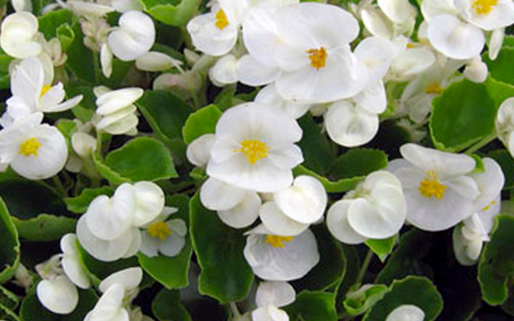 Begonia Bada Bing White.JPG  by Cassandra