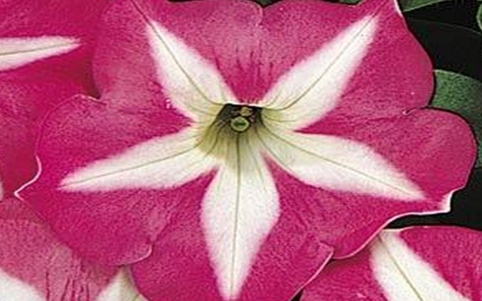 Petunia Carpet Rose Star.JPG  by Cassandra