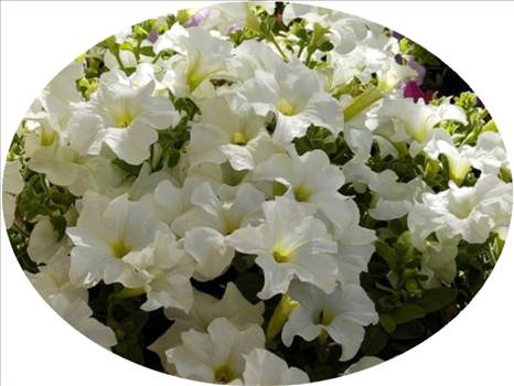 Petunia supercascade White Oval.JPG - 