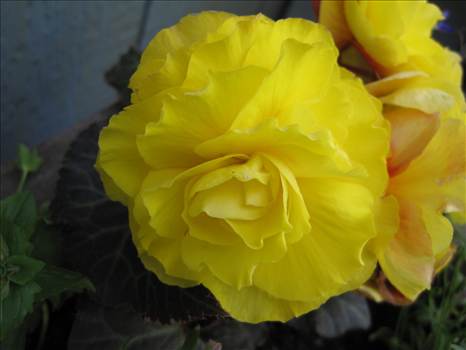 Begonia Nonstop Yellow.jpg - 