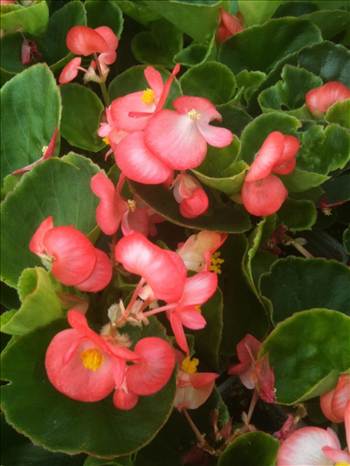 Begonia Super Olympia Coral by Cassandra