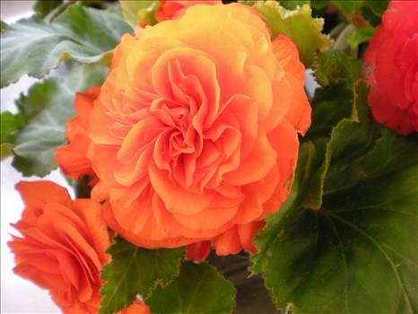 Begonia nonstop apricot.jpg by Cassandra