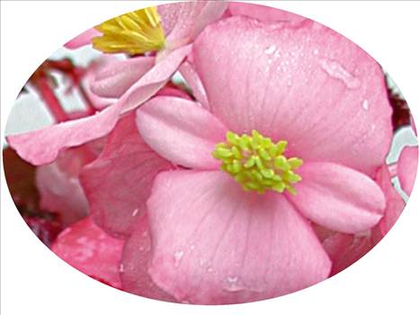 Begonia Super Olympia Pink - 