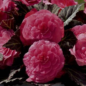 Begonia nonstop deep rose.jpg - 