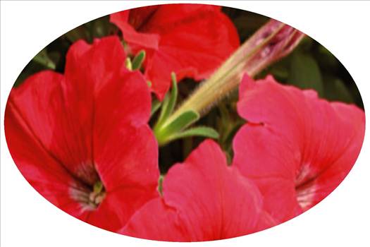 Petunia Supercascade Red Oval.JPG - 