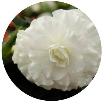 Begonia nonstop white oval.JPG - 