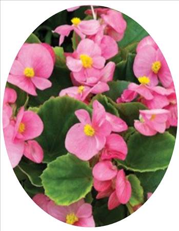 Begonia Bada Bing Pink Oval.JPG - 
