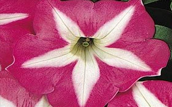 Petunia Carpet Rose Star.JPG - 