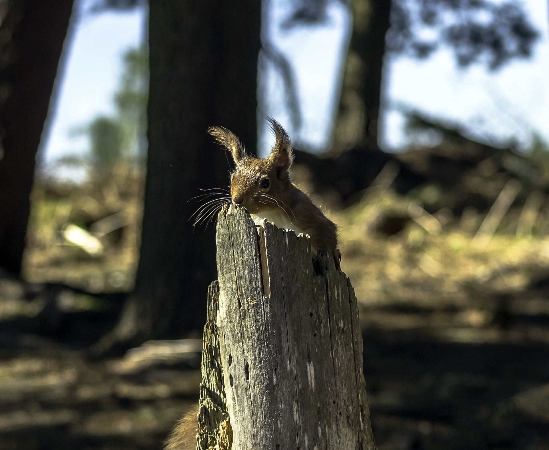 Red Squirrel  by David Morton Photography